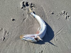 Herpes virus possible cause of mass fish die-offs