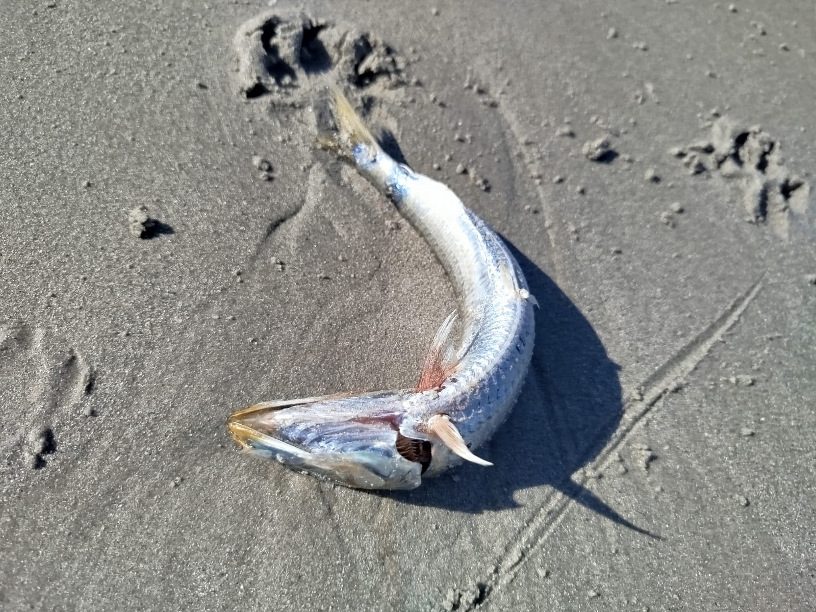 Dead sardines on Melkbosstrand.