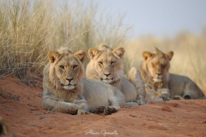 Grootskaalse leeu-opname in Kgalagadi Oorgrenspark begin