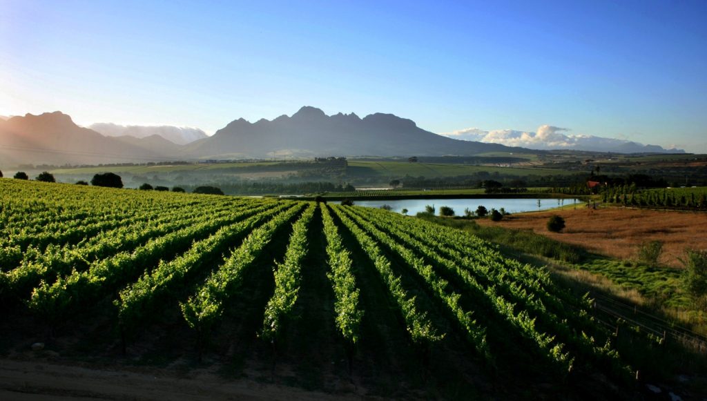 Delheim wine estate, Stellenbosch.
