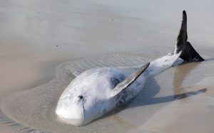 More than 80 residents from Betty’s Bay helped stranded dolphin