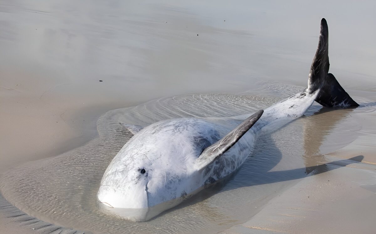 More than 80 residents from Betty’s Bay helped stranded dolphin