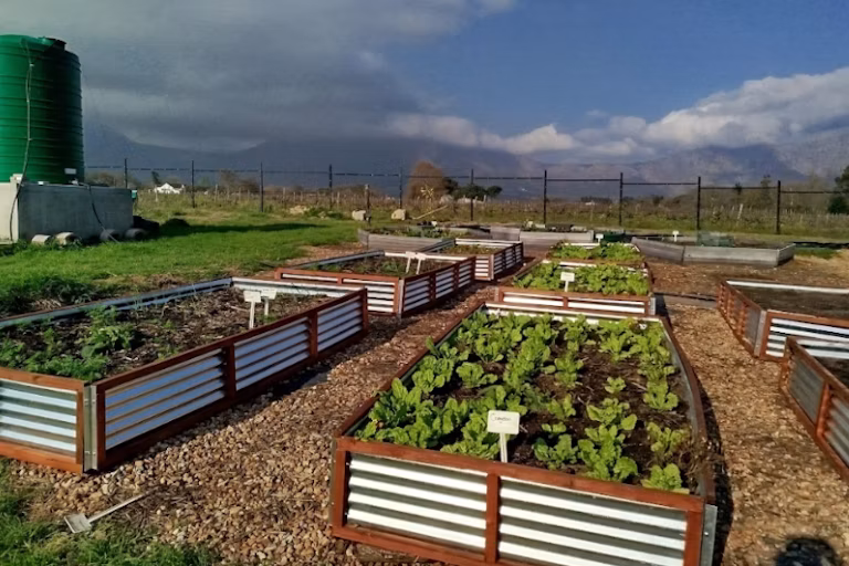 Food gardens in Franschhoek irrigated with nature-based treated water.