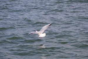 South Africa adopts new strategy to protect seabirds from fishing impacts