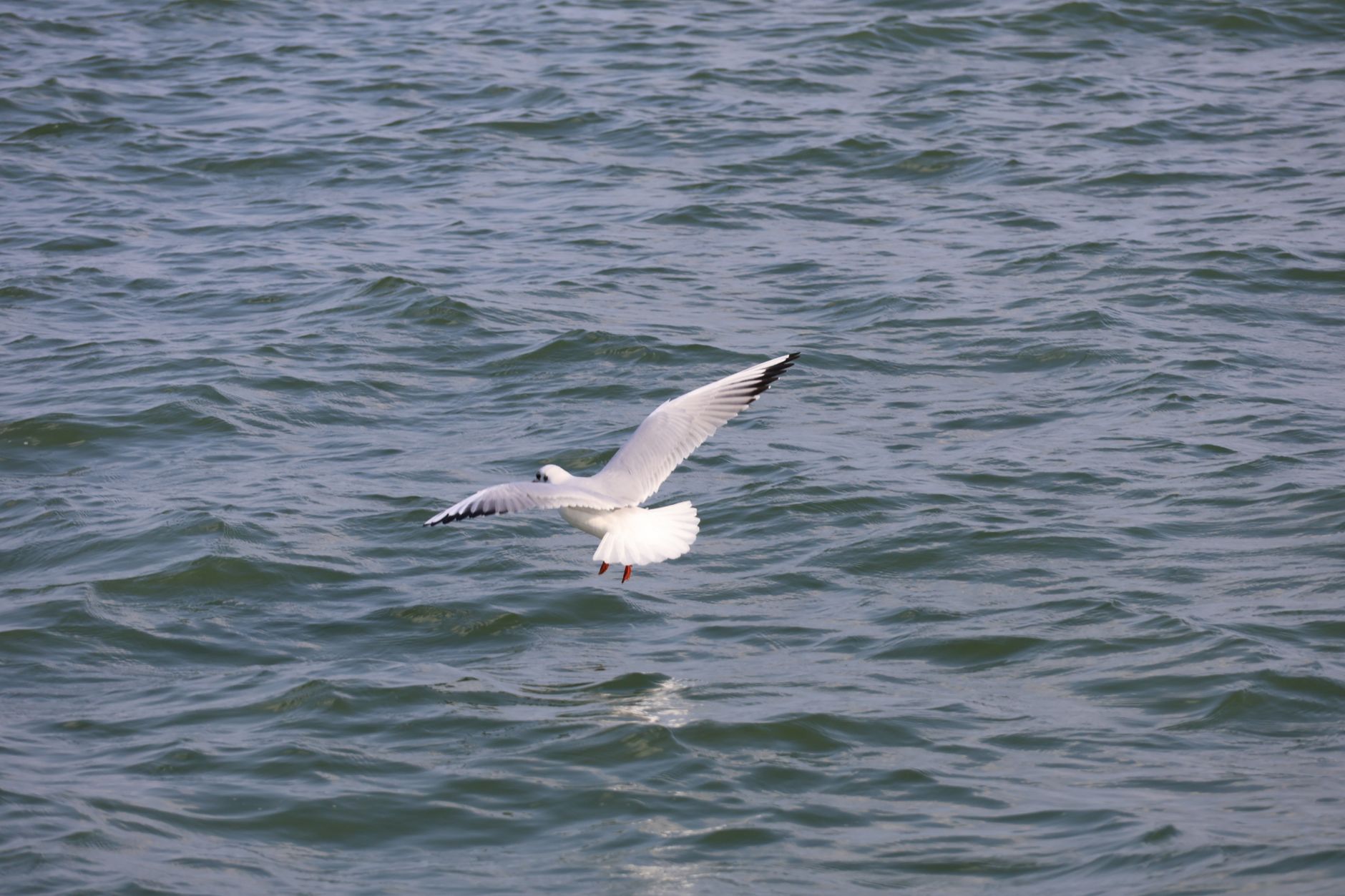 seagull in flight over ocean waters