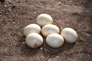 Thai national arrested with 50 parrot eggs at Johannesburg airport
