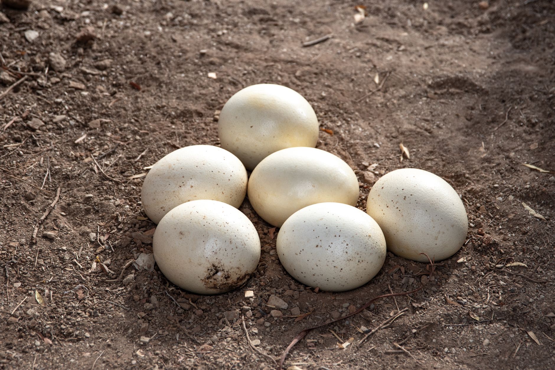 Parrot eggs seized at OR Tambo airport.