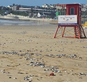 Public warned as sardines wash ashore at five Gqeberha beaches
