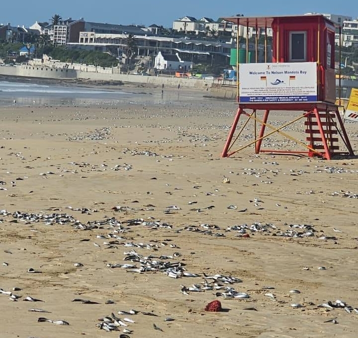 Sardines have washed ashore at 1st Beacon, Pollok Beach, Hobie Beach, Humewood Beach and Kings Beach.