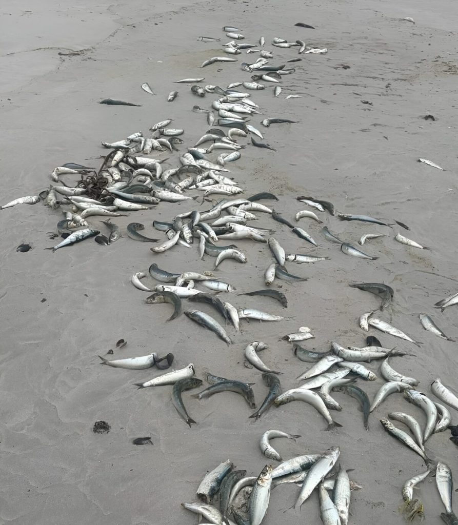 sardines wash out along coast