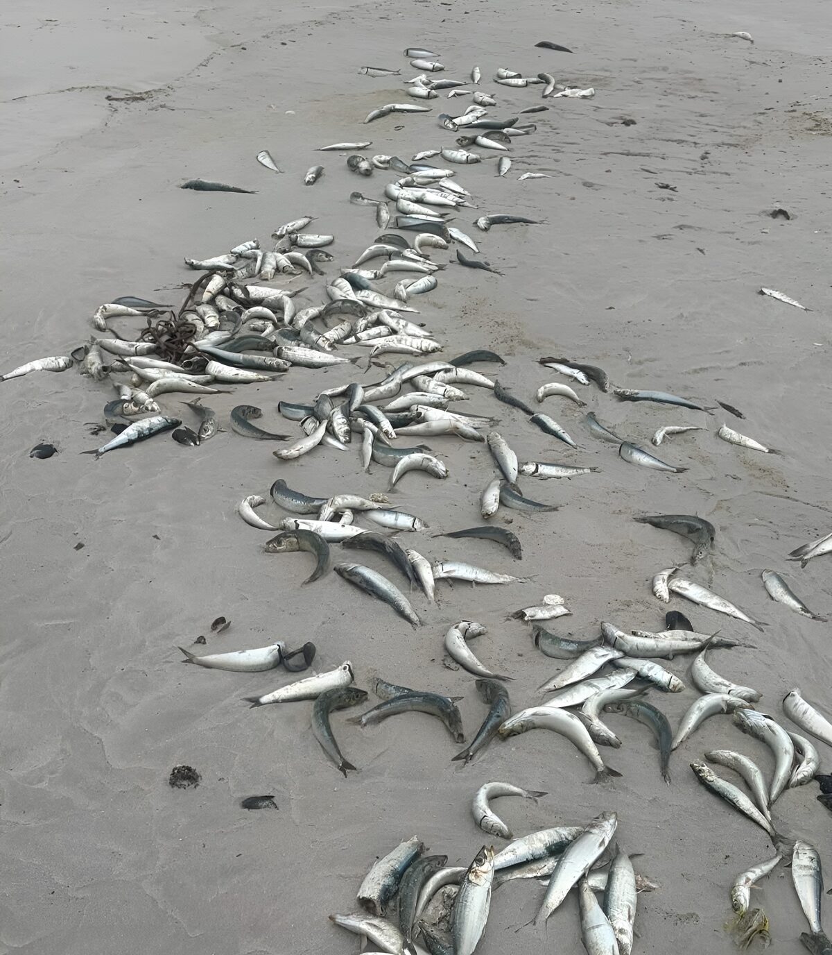 sardines wash out along coast