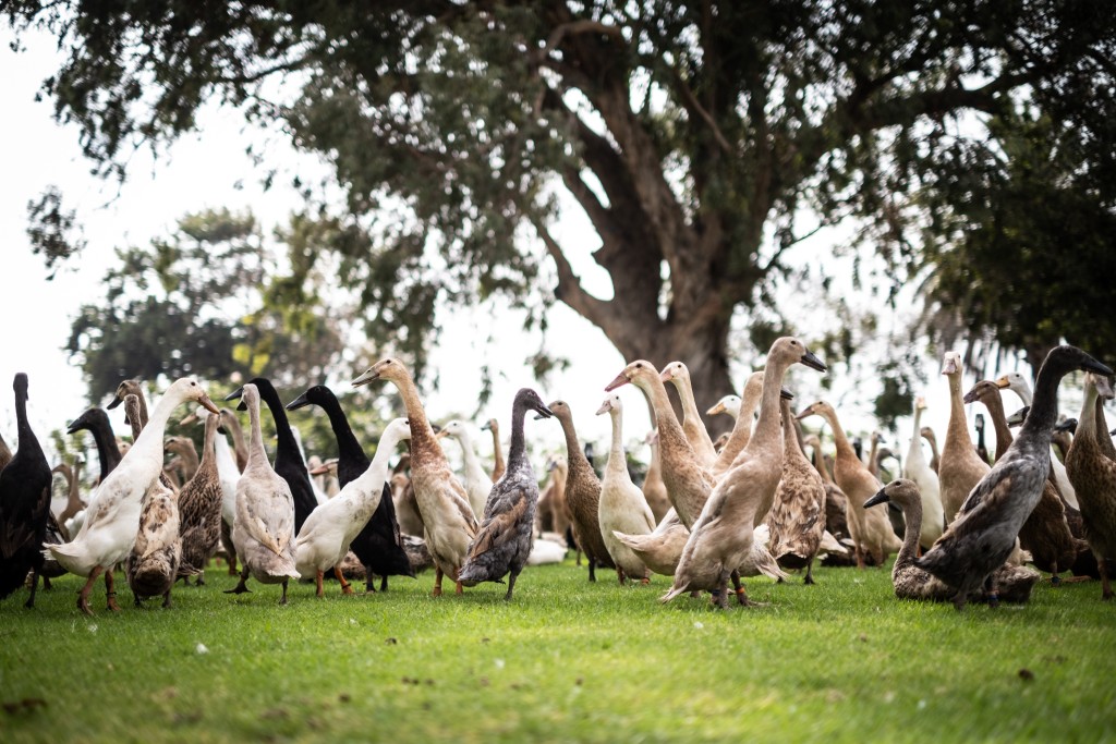 Vergenoegd Löw Indian Runner ducks