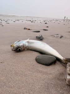Slight delay in sardine clean-up along Cape beaches