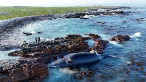 Whale season begins with tragedy in the Overberg near Dyer Island waters