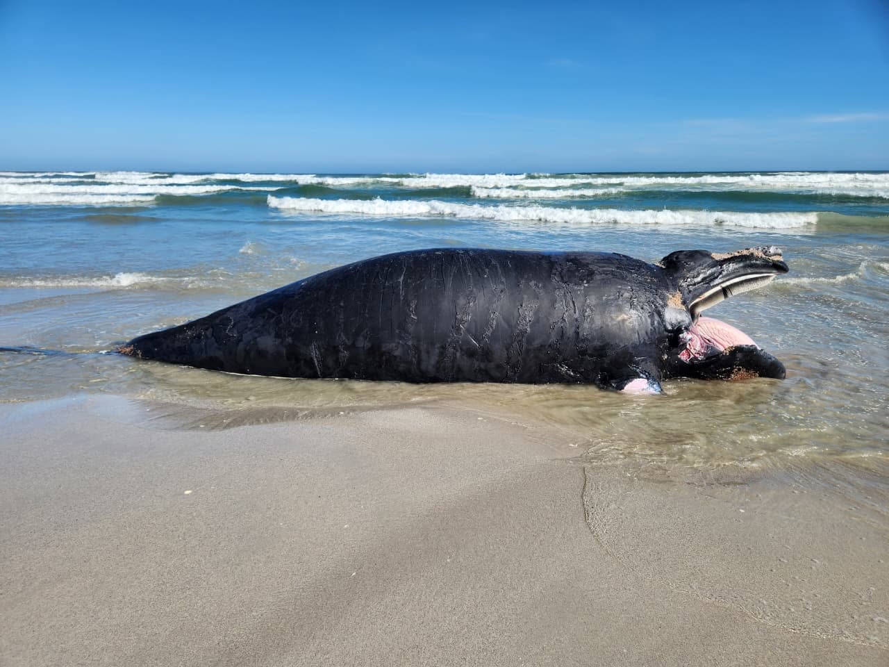 Whale-season deaths rise to four in the Overstrand