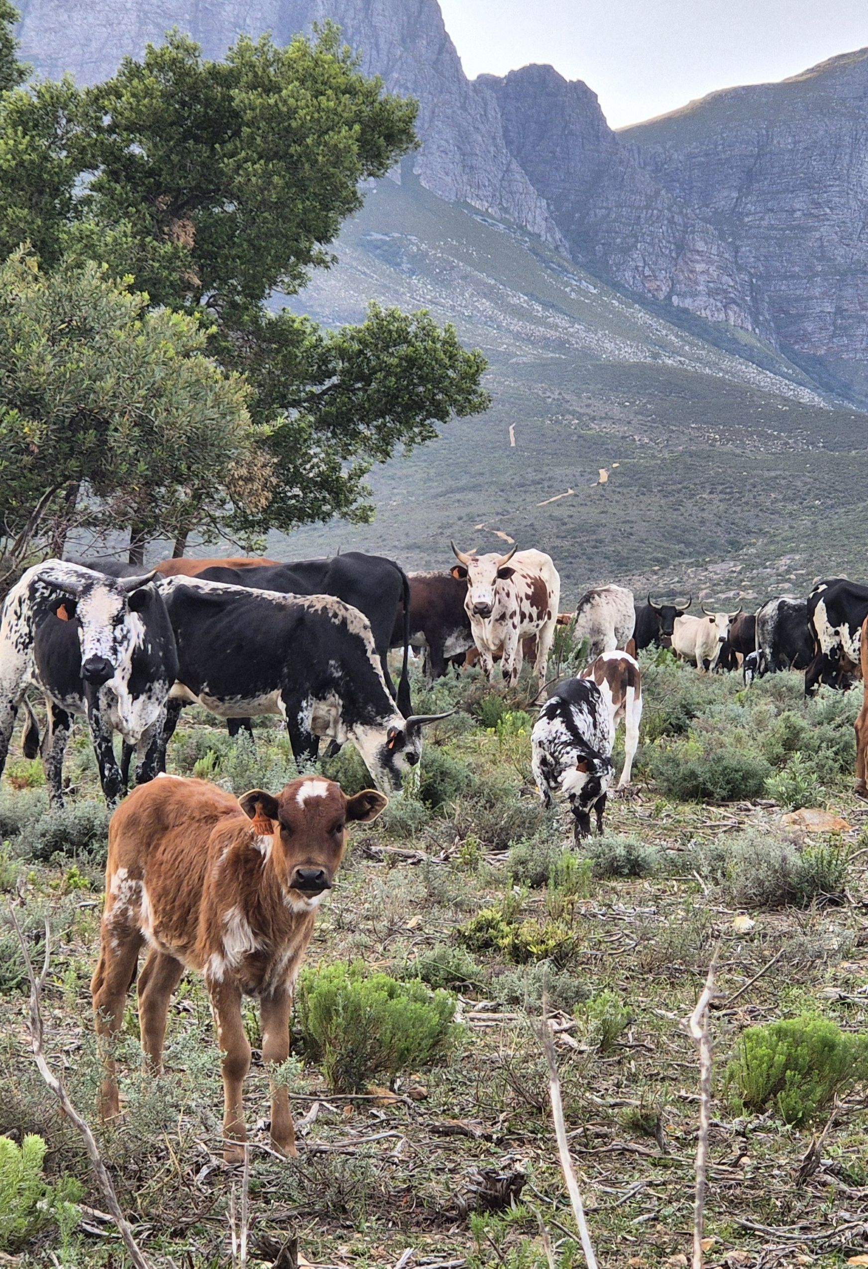 Nguni baby boom at Vergelegen.