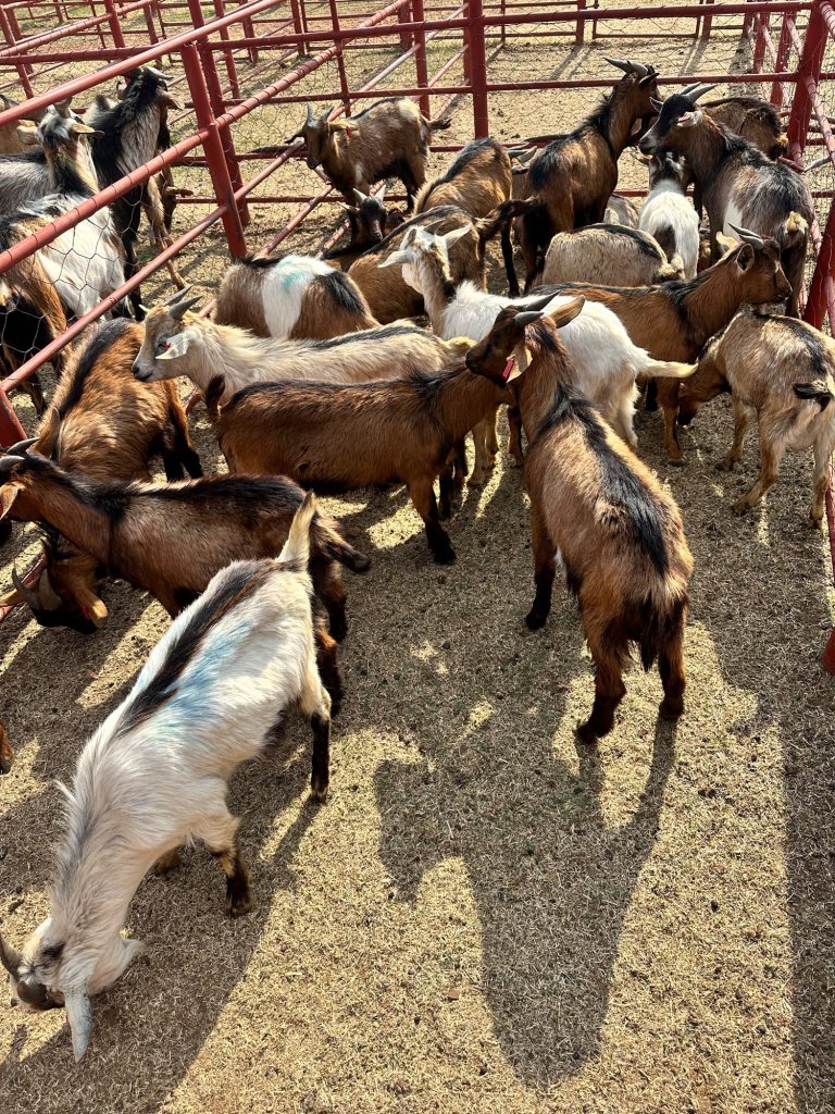 KGM Farming het op die veiling in Kimberley 33 ramme en ses ooie verkoop. FOTO: Verskaf