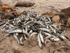 Sardine mortality: precautionary fishing limits remain in place