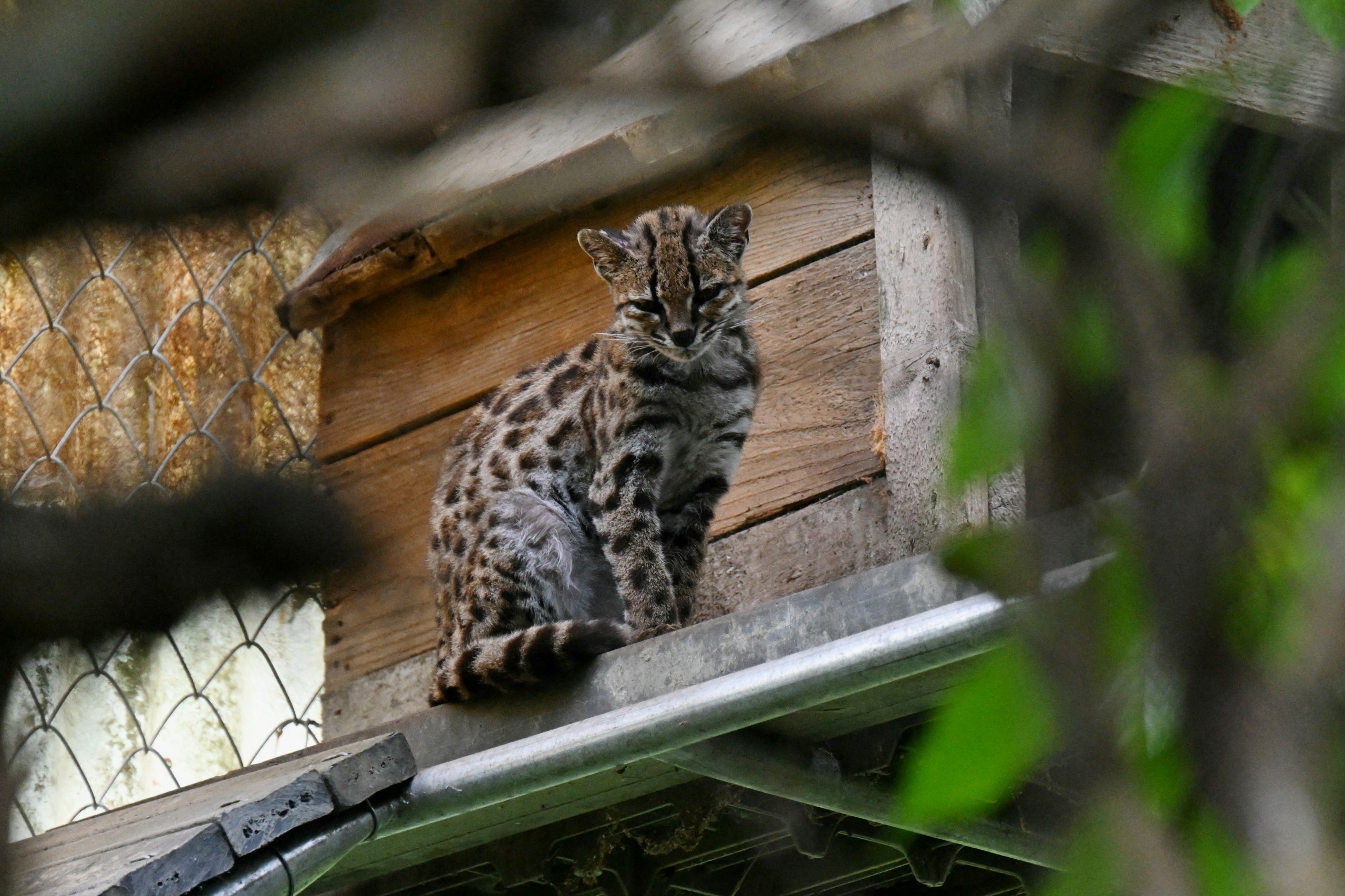 A tilcayo tiger cat at the Senda Verde wildlife sanctuary in Bolivia's Yungas region. Scientists recently identified the new species, the first wild cat discovery in more than a century. Photo: Aizar Raldes/AFP