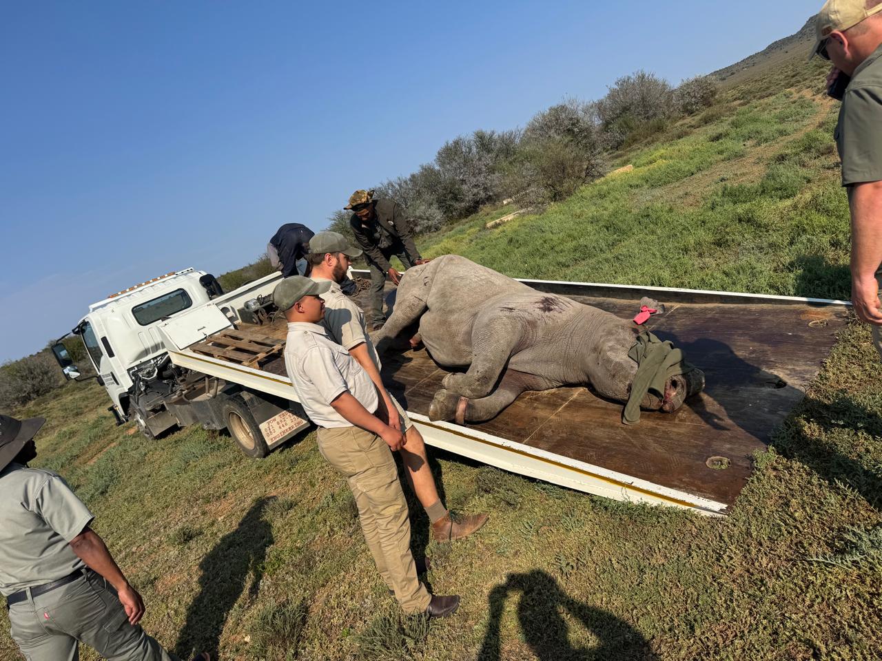 Black rhino safely removed from R63 after road closure