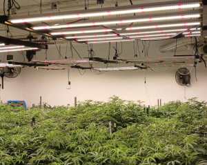 R1.5m hydroponic dagga lab busted in De Deur