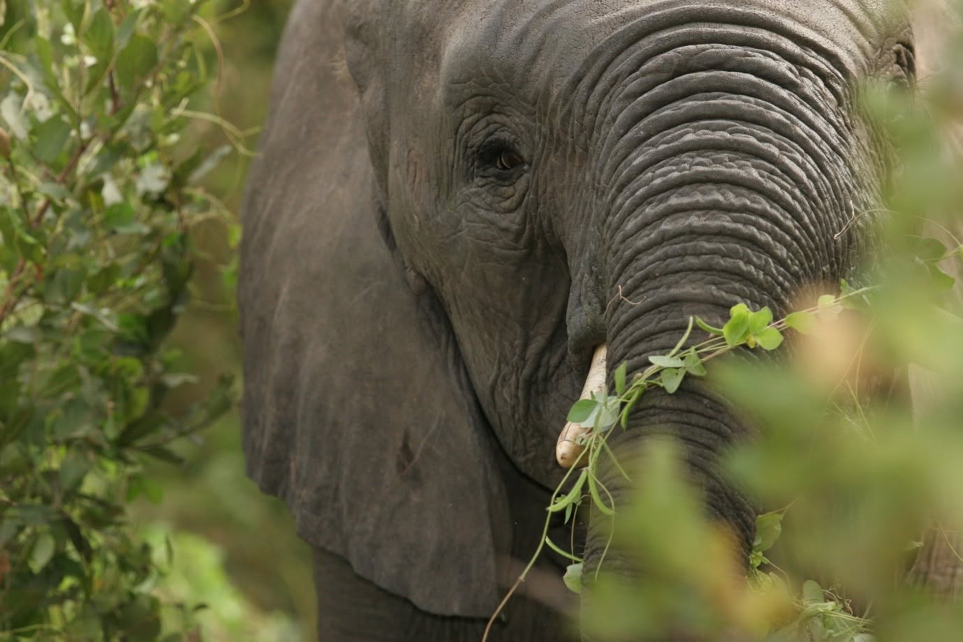 Elephant, photo by SANParks