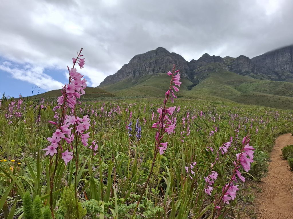 Free access to City nature reserves.