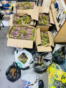 Komani trio arrested with drugs worth over R720,000