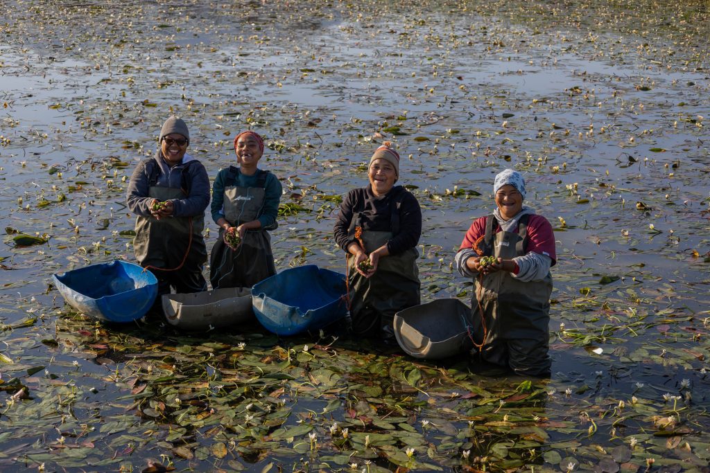 Ladies picking waterblommetjies in Wellington.
