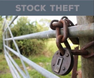 Livestock worth over R292 000 recovered in cross-border operation near Mayflower