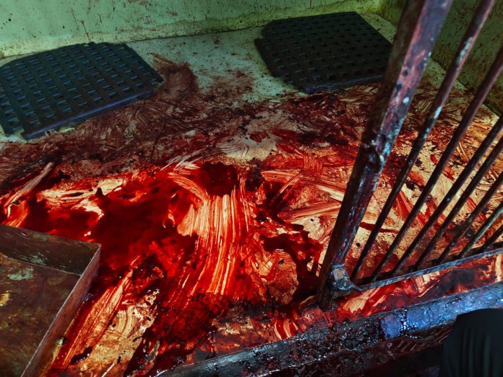 Inside the kennel where Sky got injured.