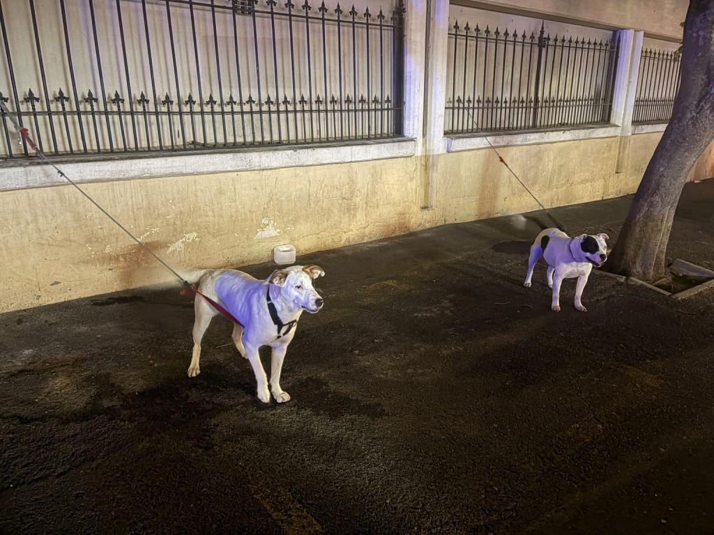 dogs seized, owner arrested