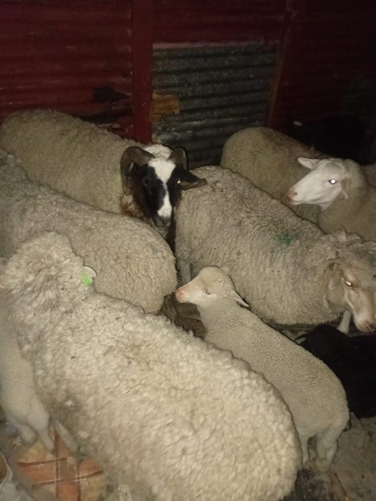Shee seized in a shack.