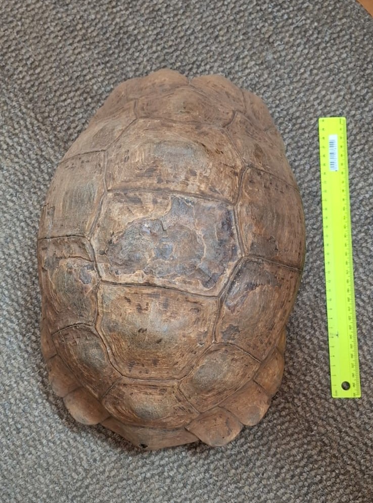 The leopard tortoise was found at the property and rescued