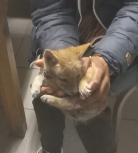Jackal pup rescued in Clarens