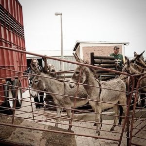 32 Donkeys rescued from Wupperthal in the Cederberg as eight vanish overnight