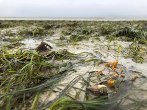 Scientists urge protection of Africa’s seagrass meadows