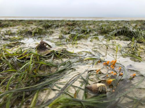 Scientists urge protection of Africa's seagrass meadows