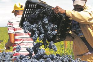 Wine industry cautiously optimistic about harvest despite El Niño threat