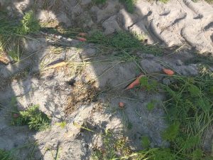 Philippi farmers under siege as thefts force closures