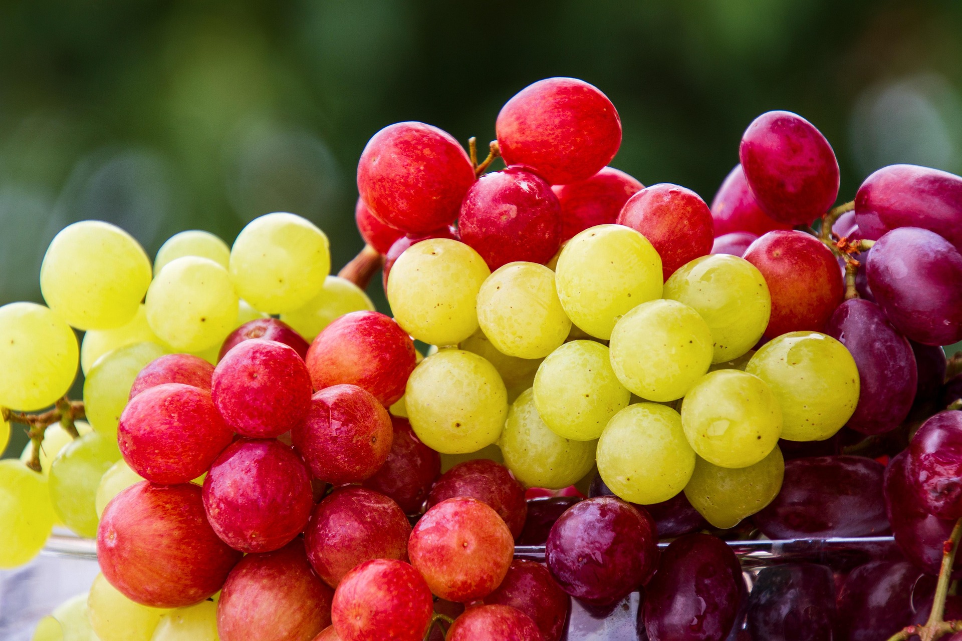 Portugal’s winemakers turn to night harvests