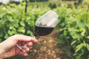 South African winemakers reposition Merlot through site selection and vineyard precision