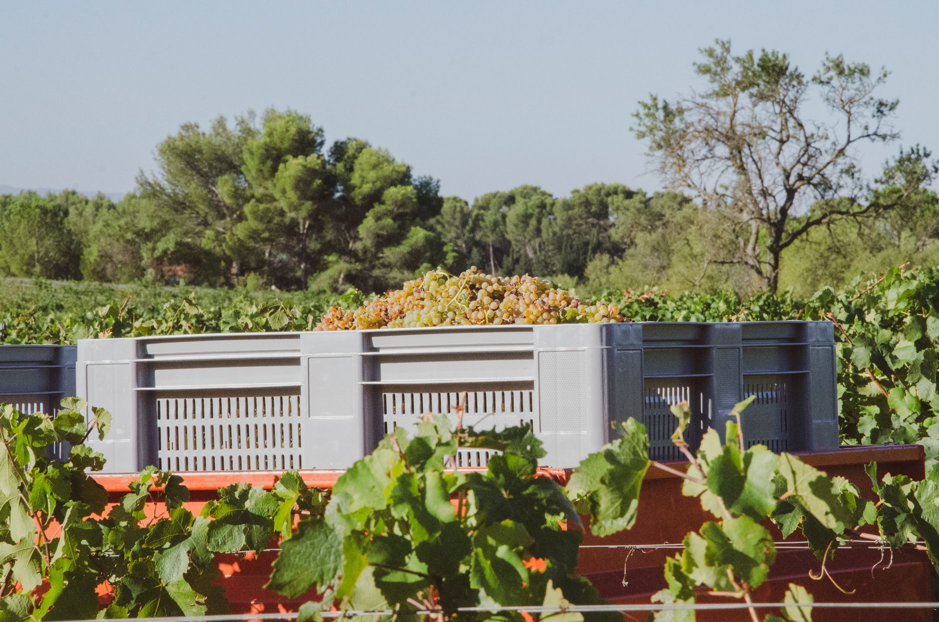 French grape harvest season 2026 disrupted by drought.