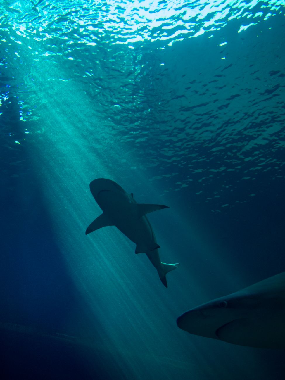 underwater photography of sharks