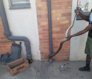 Two arrested for illegal python trade in Delareyville