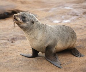 176 people bitten as rabies spreads among Cape fur seals