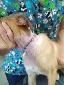 Owners sentenced after puppy suffers near-decapitation neck injury