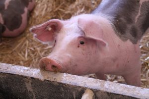 Dead piglets in Sea Vista pond spark welfare concerns