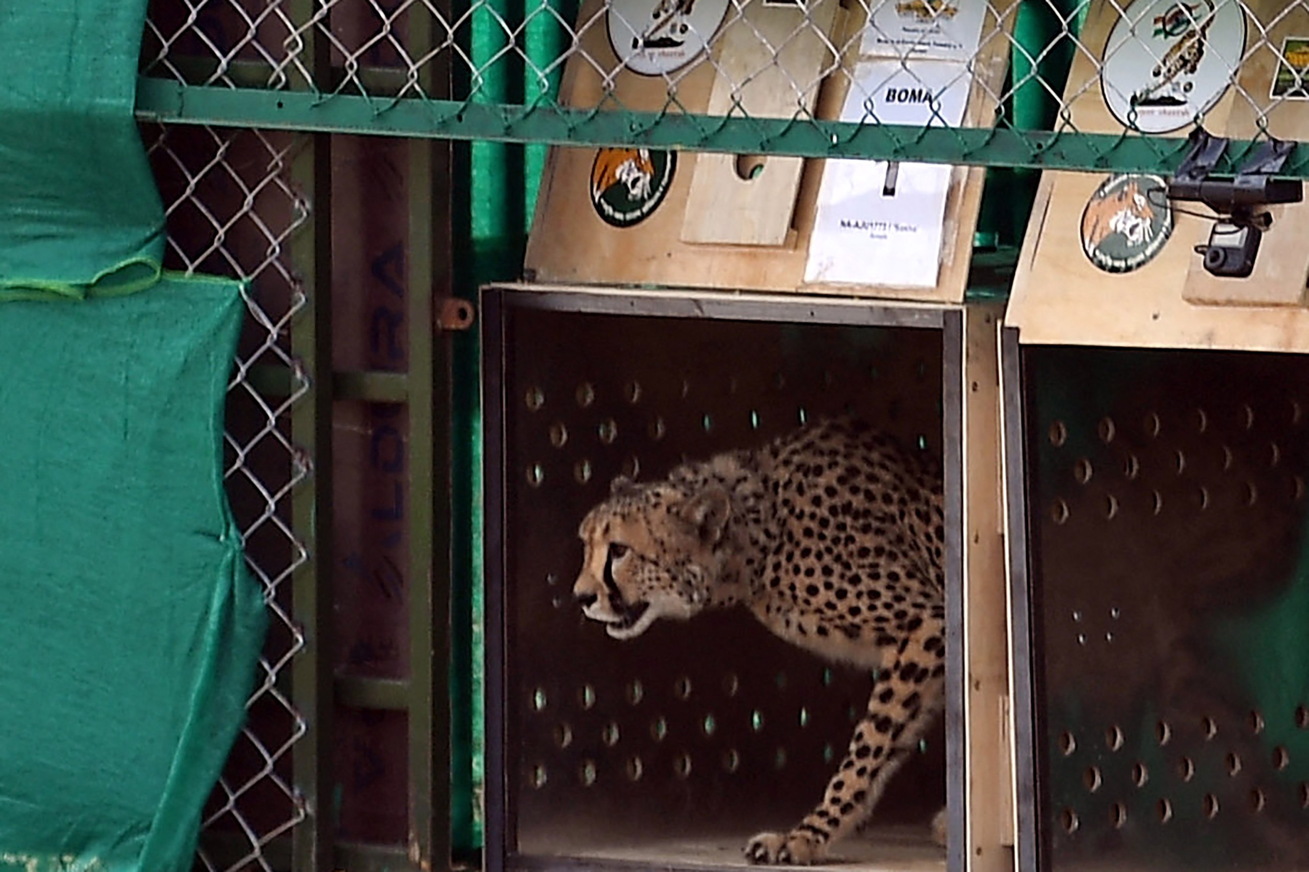 A Namibian cheetah that was relocated to India in 2022.