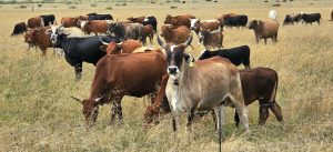 Namibiese bek-en-klouseer-uitbreking kan Suid-Afrikaanse vleismark raak
